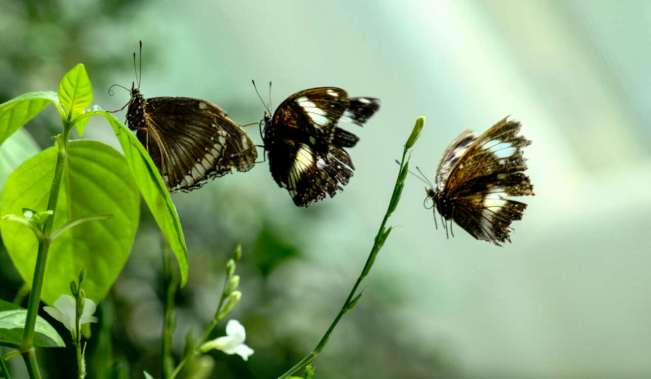 Avrupa’nın en büyüğü Konya’da! 10 bin farklı tür, 600 bin ziyaretçi 2